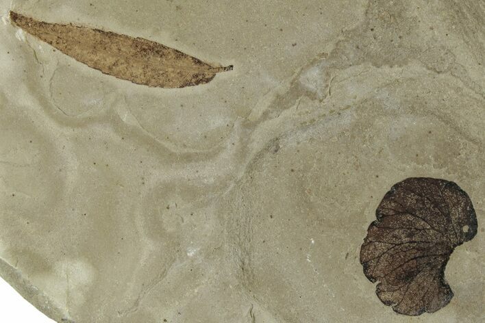 Fossil Leaf (Cedrelospermum & Limnobiophyllum) Plate - Utah #325589